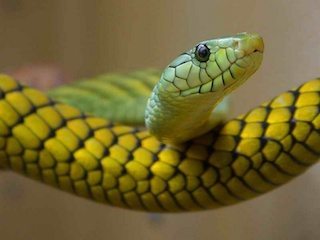 serpiente enfermedades Enfermedades de las serpientes Enfermedades de las serpientes serpiente enfermedades