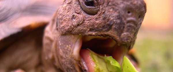 tortuga tierra comiendo