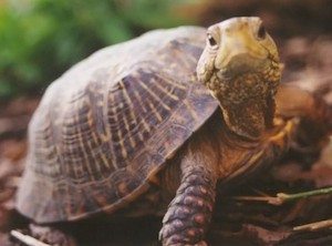 tortuga Cuidados para tortugas de tierra Cuidados para tortugas de tierra tortuga