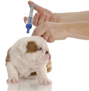 vacunar a tu perro