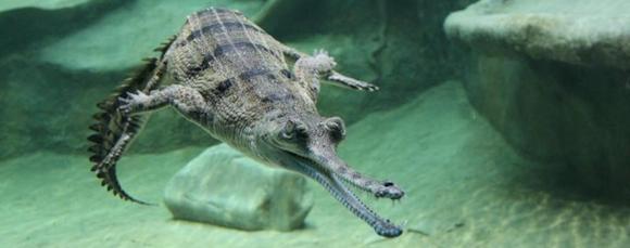 cocodrilo gavial