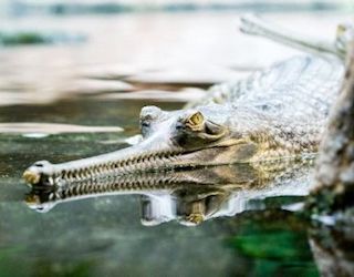 cocodrilo gavial