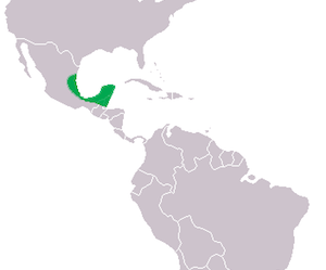 cocodrilo mexicano distribucion