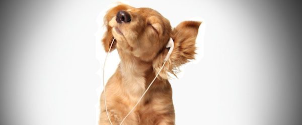 perro escuchando musica