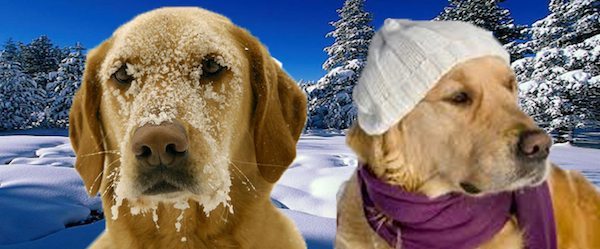 perro invierno Evita que tu perro enferme en invierno Evita que tu perro enferme en invierno perro invierno