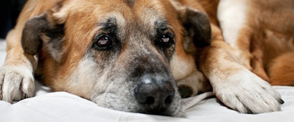 perro viejo Causas de muerte más frecuentes en perros Causas de muerte más frecuentes en perros perro viejo