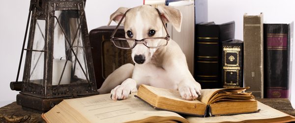 ranking perros listos Ranking de las razas de perros más inteligentes Ranking de las razas de perros más inteligentes perros listos