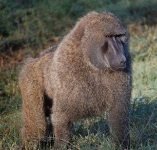 babuino