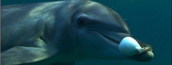 delfines drogandose Los delfines se drogan con las toxinas de peces globo Los delfines se drogan con las toxinas de peces globo delfines drogandose