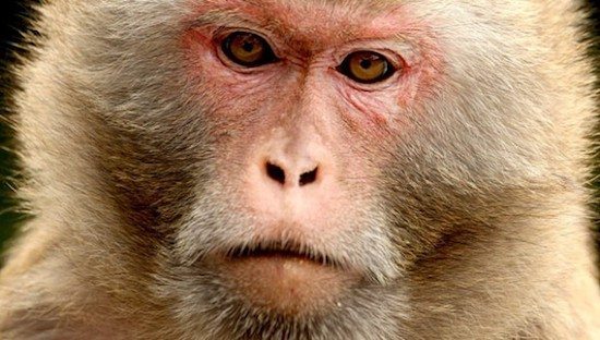 macaco rhesus 2