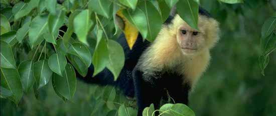 mono capuchino 2