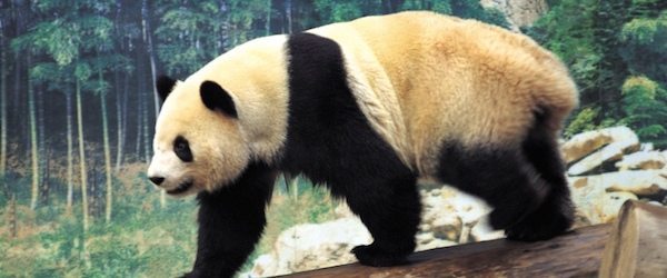 oso panda animal Los hombres prehistóricos comían osos pandas Los hombres prehistóricos comían osos pandas oso panda animal