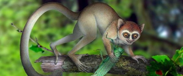 primeros primates Descubierto el esqueleto de primate más antiguo Descubierto el esqueleto de primate más antiguo primeros primates