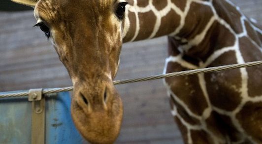 asesinan a una jirafa Matan a un bebé jirafa en el Zoo de Copenhague y reciben amenazas de muerte Matan a un bebé jirafa en el Zoo de Copenhague y reciben amenazas de muerte asesinan a una jirafa