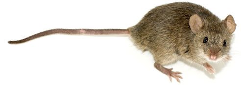 ratones Descubren un tipo de ratón que se regenera de graves heridas Descubren un tipo de ratón que se regenera de graves heridas ratones2