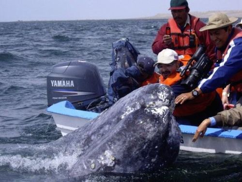ballenas animales Los barcos reducen su velocidad en California para salvar ballenas Los barcos reducen su velocidad en California para salvar ballenas 1409497291 265958 1409497626 noticia normal