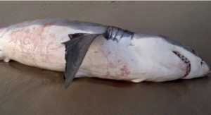 31 Encuentran en una playa australiana un tiburón blanco muerto tras atragantarse con un león marino Encuentran en una playa australiana un tiburón blanco muerto tras atragantarse con un león marino 31