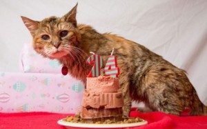 35 Poppy se convierte en el gato más viejo del mundo con 24 años Poppy se convierte en el gato más viejo del mundo con 24 años 35