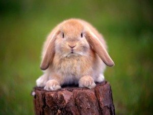 400_1185335369_conejo Antibióticos en conejos y pequeños roedores. Antibióticos en conejos y pequeños roedores 400 1185335369 conejo