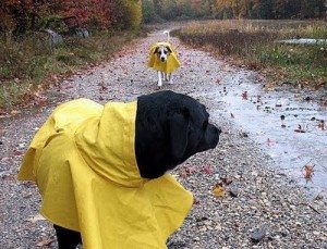 Impermeables-para-perros pretege a tu perro de la lluvia Pretege a tu perro de la lluvia Impermeables para perros