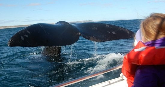 ballena  Los barcos reducen su velocidad en California para salvar ballenas Los barcos reducen su velocidad en California para salvar ballenas Una ballena golpea un barco 2