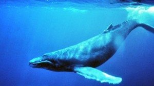 ballena-azul La lengua de una ballena azul pesa tanto como un elefante adulto La lengua de una ballena azul pesa tanto como un elefante adulto ballena azul