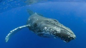 ballenas-piel-parsitos Las Ballenas Las Ballenas ballenas piel parsitos
