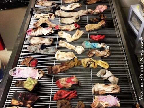 calcetines del gran danes Objetos extraños encontrados en el estómago de animales Objetos extraños encontrados en el estómago de animales calcetines del gran danes