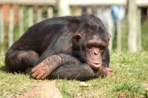 chimpances-deprimidos ¿Por qué se deprimen los animales? ¿Por qué se deprimen los animales? chimpances deprimidos