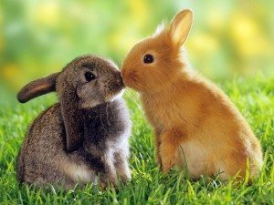 conejos Alimentación del conejo Alimentación del conejo conejos