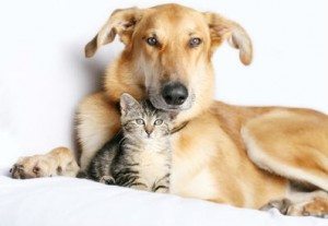 convivencia-perros-y-gatos Cómo combatir la alergia a las mascotas Cómo combatir la alergia a las mascotas convivencia perros y gatos