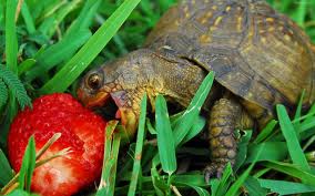 descarga ¿Qué alimentación debe  tener una tortuga? ¿Qué alimentación debe  tener una tortuga? descarga