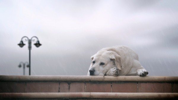 fondo-escritorio-de-perro-bajo-la-lluvia_1039102784 pretege a tu perro de la lluvia Pretege a tu perro de la lluvia fondo escritorio de perro bajo la lluvia 1039102784