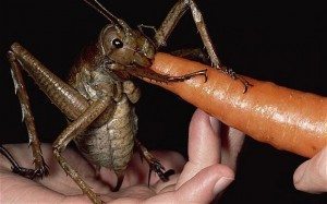 insecto-gigante EL INSECTO MÁS GRANDE DEL MUNDO, MERENDÁNDOSE UNA ZANAHORIA El insecto más grande del mundo, merendándose una zanahoria insecto gigante