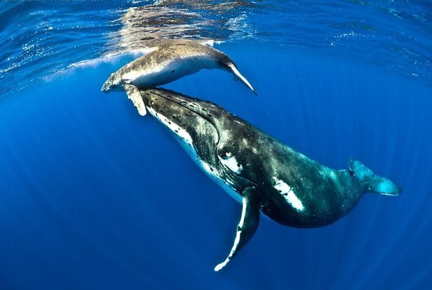 la-reproduccion-de-las-ballenas Las Ballenas Las Ballenas la reproduccion de las ballenas