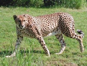 leopardo_small El leopardo, cazador solitario. El leopardo, cazador solitario. leopardo small