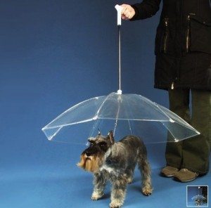 perro-sombrilla pretege a tu perro de la lluvia Pretege a tu perro de la lluvia perro sombrilla
