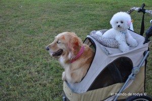 perros-carrito-taiwan