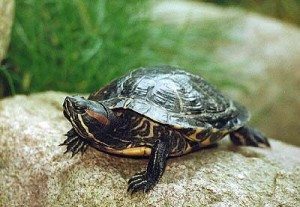 tortuga-de-agua1 La infección ocular en las tortugas La infección ocular en las tortugas tortuga de agua1