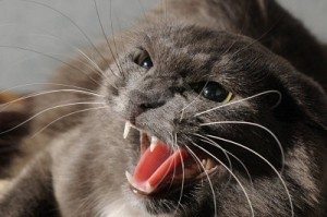 gato enfadado Cómo controlar la agresividad en los gatos Cómo controlar la agresividad en los gatos 42