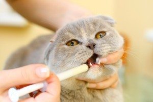 gato medicina mascota