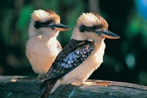 6EC_kookaburra-pair