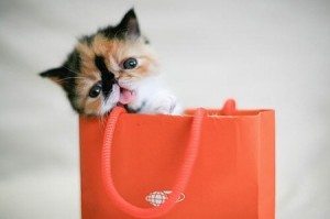 Gatito-en-una-bolsa-de-regalos-450x299 regalar o elegir un gato, cuál es la mejor decisión. Regalar o elegir un gato, cuál es la mejor decisión Gatito en una bolsa de regalos