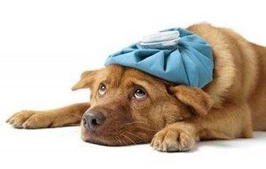 Gripe-canina La gripe en perros La gripe en perros Gripe canina