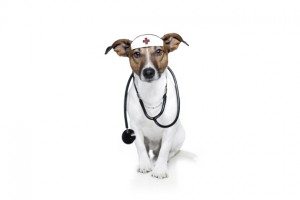 Los-perros-pueden-oler-el-cancer-2 Próstata en perros, la mejor prevención es esterilizar Próstata en perros, la mejor prevención es esterilizar Los perros pueden oler el cancer 2