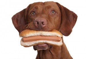 PERRO-COMIENDO-PERRITO-WAKUBLOG-WAKUPLANET 10 alimentos prohibidos para los perros 10 alimentos prohibidos para los perros PERRO COMIENDO PERRITO WAKUBLOG WAKUPLANET