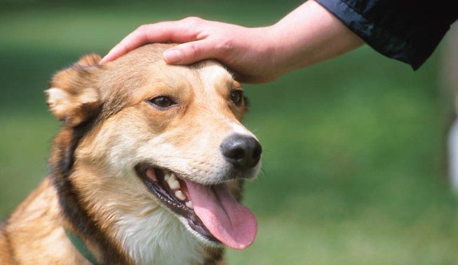 acariciar_orejas_perro Cómo saludar a un perro Cómo saludar a un perro acariciar orejas perro