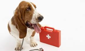 descarga Maletín de primeros auxilios para mascotas. Maletín de primeros auxilios para mascotas. descarga