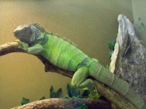 enfermedades-iguanas La iguana: Problemas respiratorios La iguana: Problemas respiratorios enfermedades iguanas