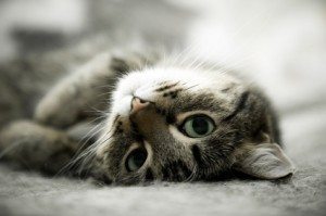 House Cat  Cómo conseguir que los gatos no orinen en las alfombras  Cómo conseguir que los gatos no orinen en las alfombras gato rascandose